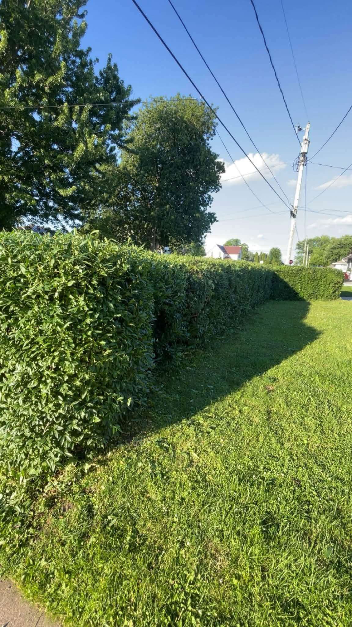 Freshly cared-for green lawn beside a home